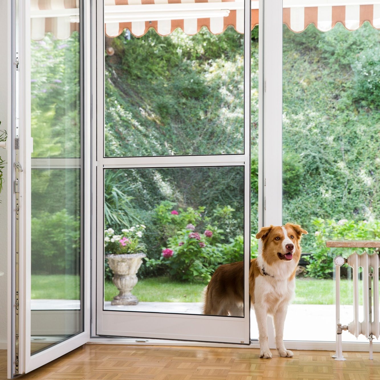 zu sehen ist ein Hund der durch eine Insektenschutz - Pendeltür schaut von dem Hersteller Germania